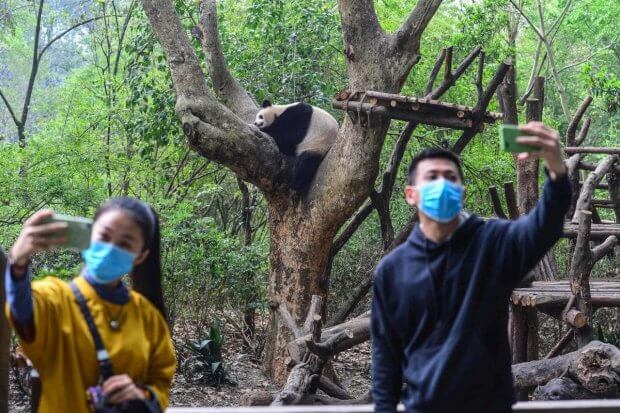 Xitoyda gigant pandalar bog‘i omma uchun ochildi
