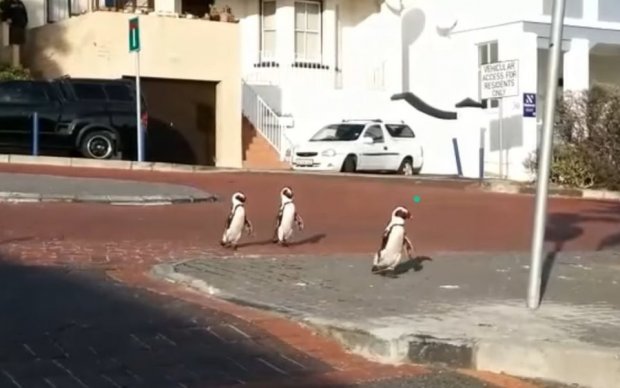 Pingvinlar bo‘shab qolgan Keyptaun ko‘chalarini o‘zlariniki qilib oldi (video)