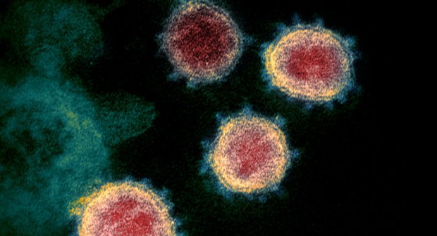 Koronavirusning birinchi muhim mutatsiyasi aniqlandi