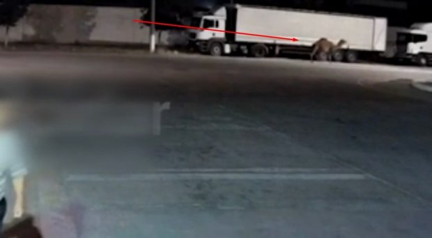 IIV Toshkentda tuyalarni “uchirib“ yuborgan Matiz bo‘yicha ma’lumot berdi (video)