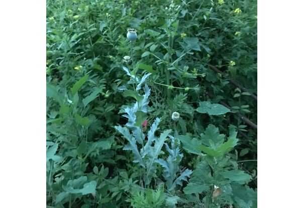 Xonadonida 130 tup “ko‘knori” parvarish qilayotgan shaxsning qilmishi fosh etildi