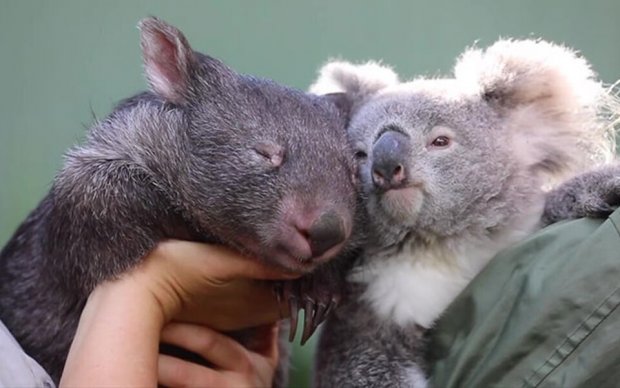Австралияда коала ва вомбат дўстлашиб олди. Улар учрашганида бир-бирини ўпиб қўймоқда (видео)