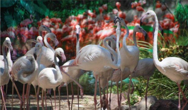 Toshkent hayvonot bog‘ida 33 ta flamingodan iborat pavilon ochildi (foto)