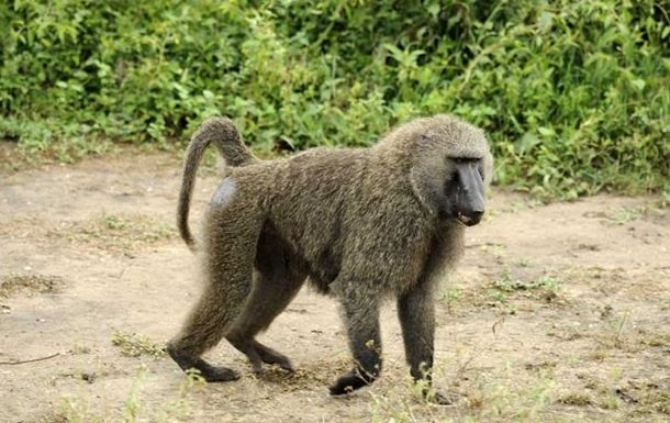Keniyalik erkakni maymun uy tomidan irg‘itib yubordi (video)