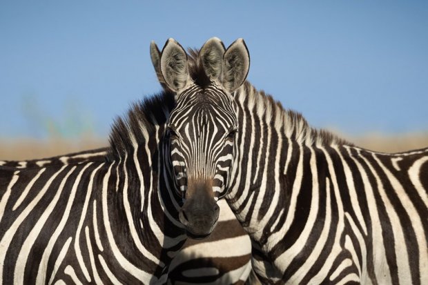 Optik illyuziya: Suratdagi bosh qaysi zebraga tegishli?