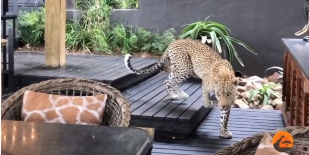 Нонушта пайтида ресторанга леопард кириб келди (видео)