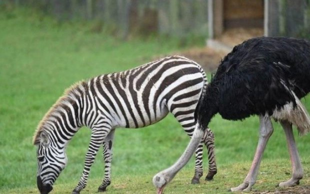 Buyuk Britaniyada tuyaqush zebra bo‘lishga qaror qildi va o‘z oilasini tark etdi