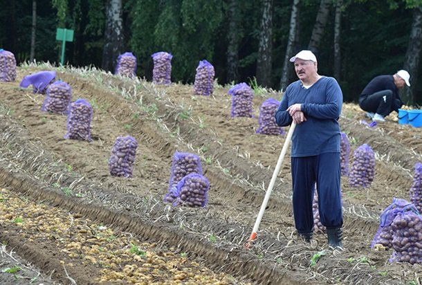 Александр Лукашенко қароргоҳидаги полизда етиштирилган картошканинг ярмини ОМОНга берди