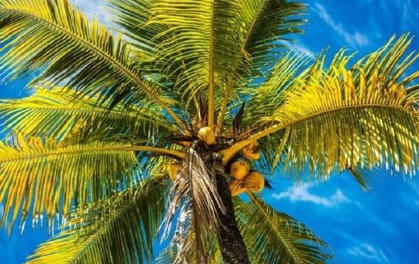 Индонезияда талабаларга ўқиш учун тўловни кокос билан амалга оширишга рухсат берилди