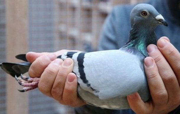 Belgiyada kabutar rekord narxga sotildi