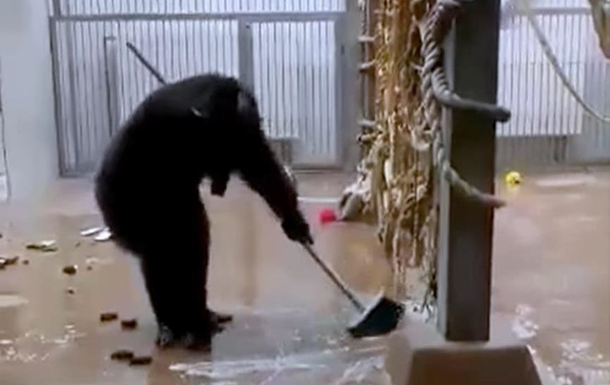 Вольердаги ойна ва полни ўзи тозалаётган шимпанзе (видео)