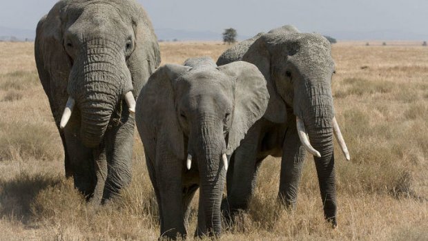 Namibiya hukumati 170ta filni sotuvga qo‘ydi