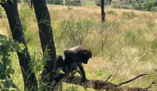 ЖАРда маймун леопард боласини ўғирлаб кетди (видео)
