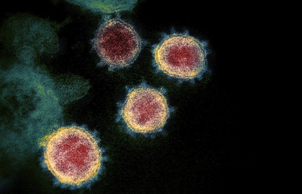 Коронавируснинг мутацияга учраш мойиллиги гриппга қараганда 30 марта кам эканлиги маълум бўлди