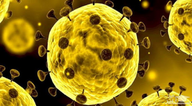Koronavirusning oziq-ovqat orqali yuqish ehtimoli baholandi