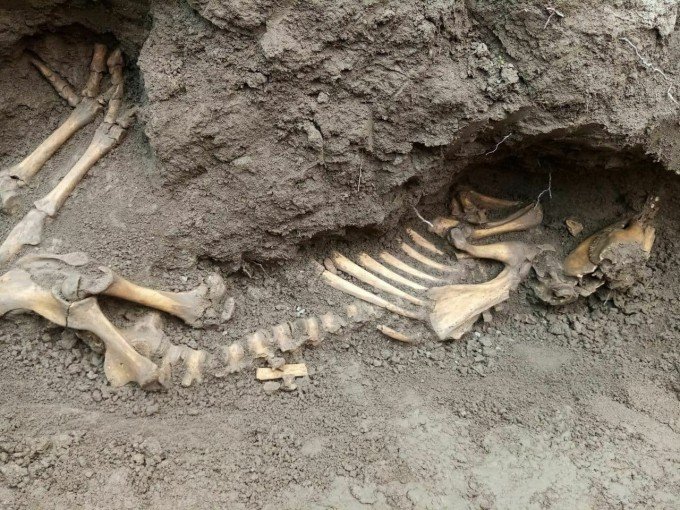 Namanganda noma’lum maxluqning skeleti topildi (foto)