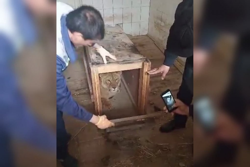 Samarqandda ushlangan sher bolasi Toshkent hayvonot bog‘iga topshirildi