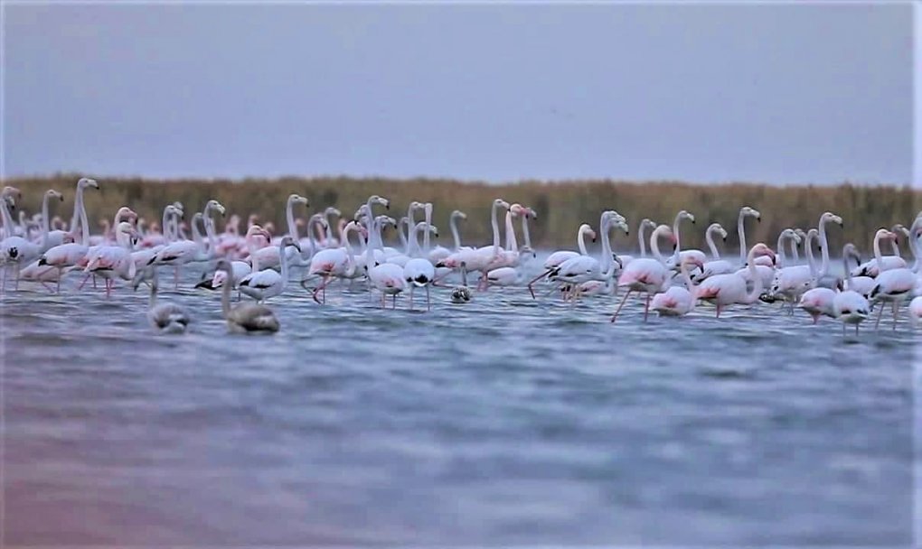 Qoraqalpog‘istonga uchib kelgan flamingolar