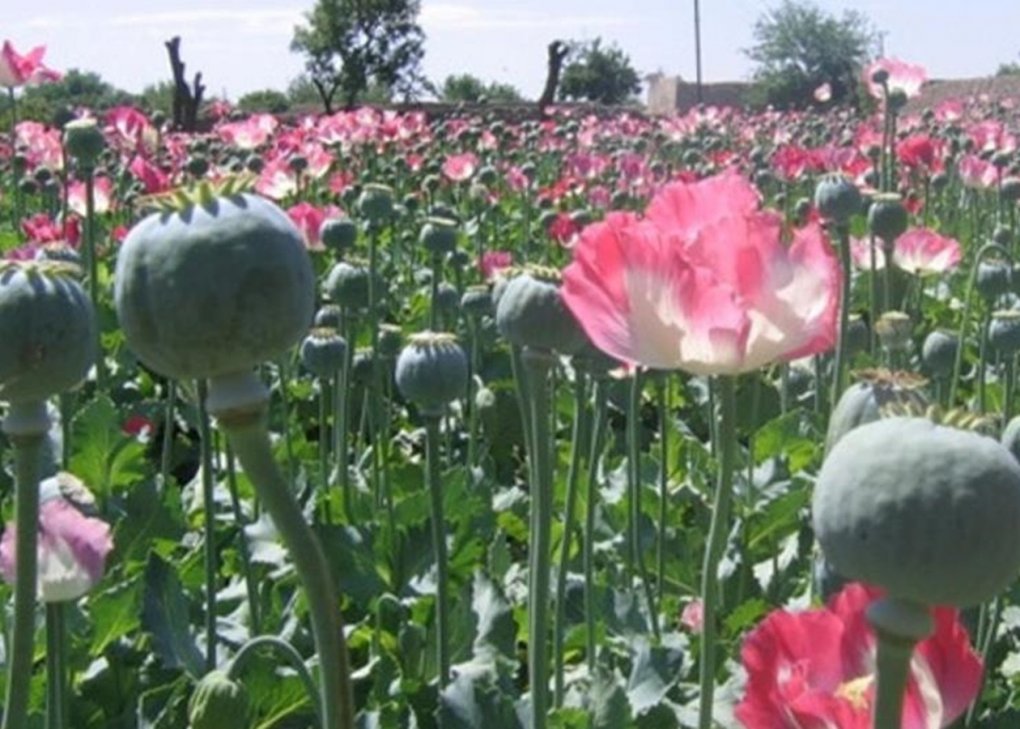 Afg‘oniston opium ishlab chiqarishni oshirdi — BMT