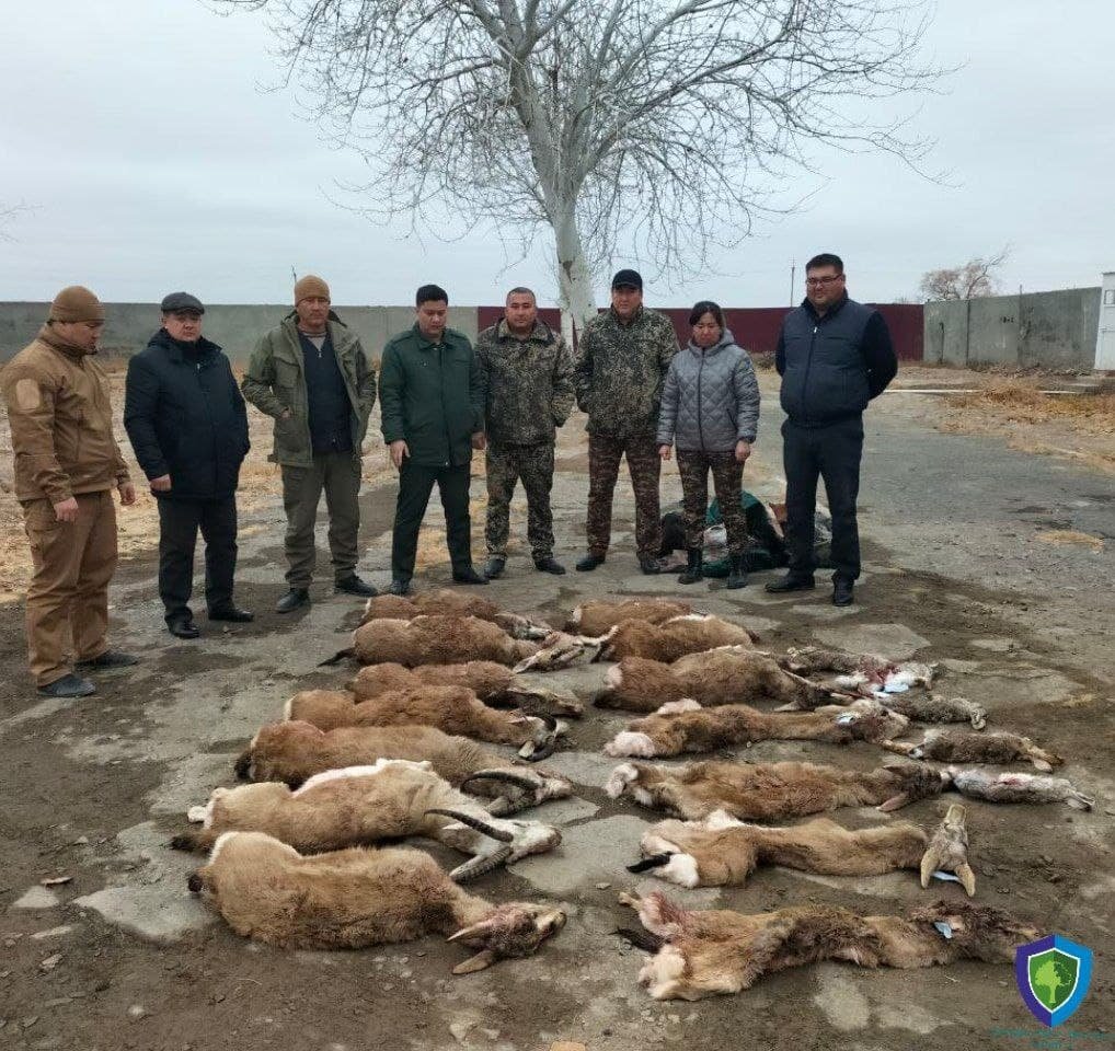 Brakonerlar «Qizil kitob»ga kiritilgan 14 ta kiyik va 5 ta yovvoyi quyonni otib o‘ldirdi