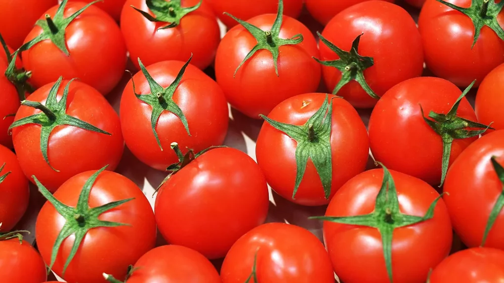 Qanday qilib pomidor organizmni saratondan himoya qiladi?