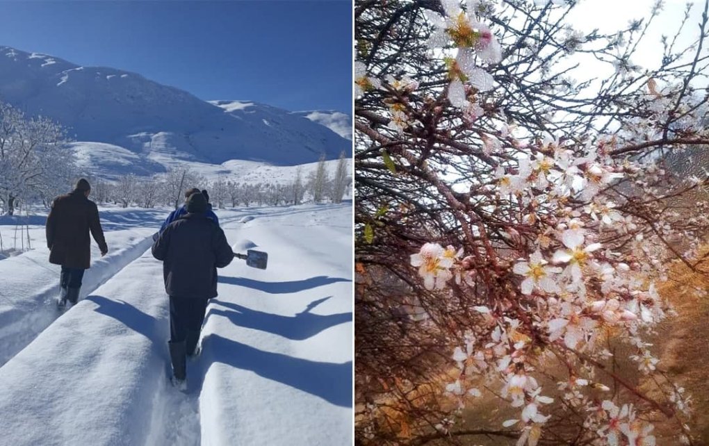 Qashqadaryoda ikki xil fasl kuzatilmoqda: Kitobda qor, G‘uzorda bahor