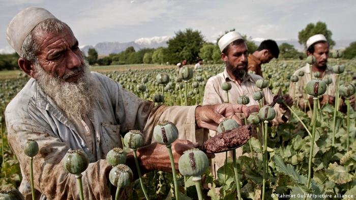 «Tolibon» Afg‘onistonda 3,5 mln nafarga yaqin giyohvand borligini ma’lum qildi