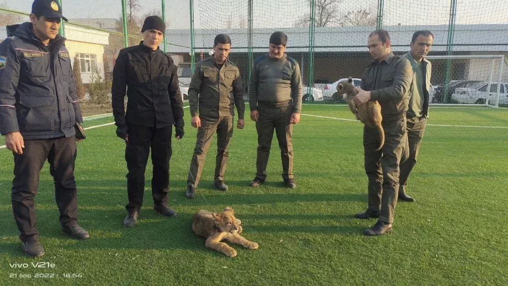 Sirdaryoda ikkita sher bolasini noqonuniy olib ketayotganlar qo‘lga tushdi