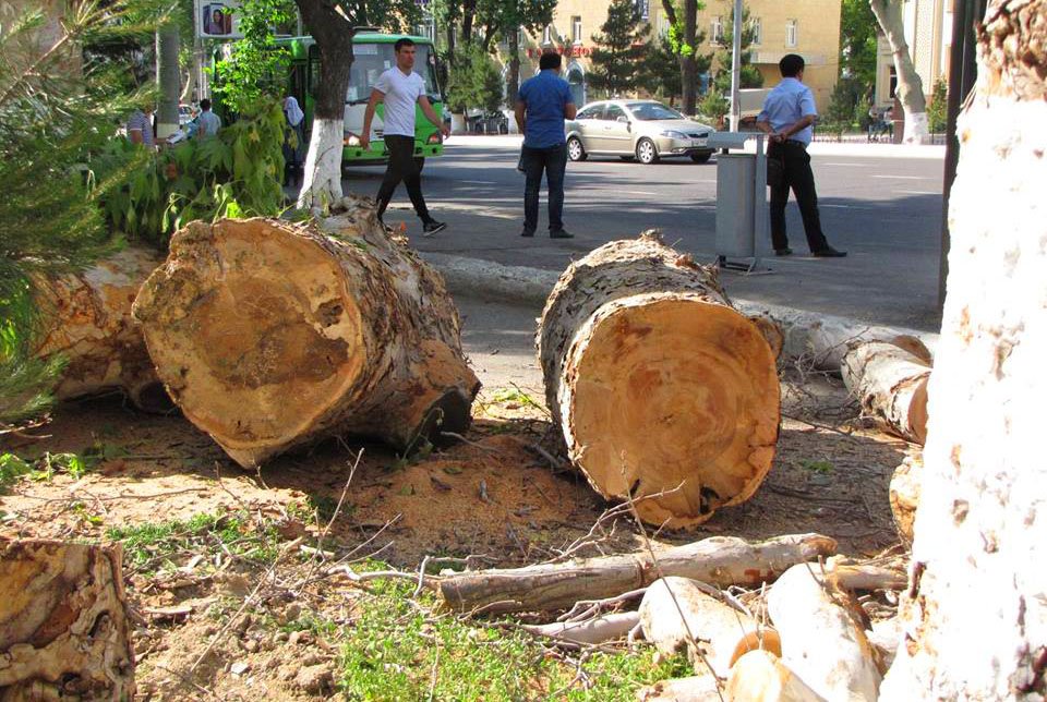 Endi daraxtlarni noqonuniy kesganlarni foto va videoga olib yuborganlar mukofotlanadi