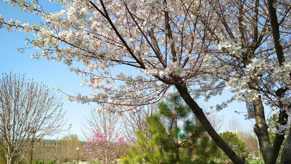 O‘zbekistonda 3 mart kuni qanday ob-havo bo‘lishi ma’lum qilindi