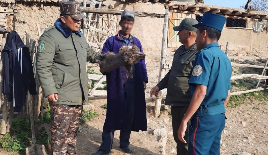 Қашқадарёда айиқ боласини ўлдиргани айтилган фуқаро шахсига аниқлик киритилди