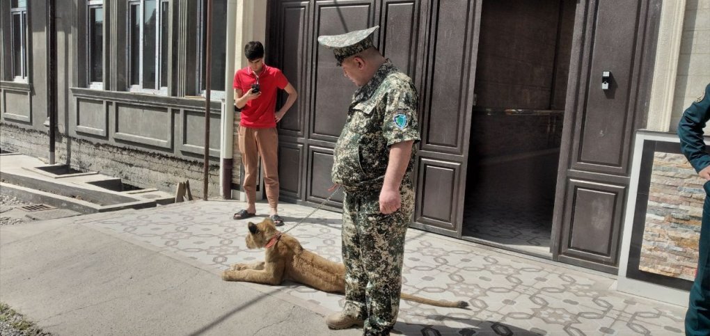 Тошкент туманида 18 ёшли йигит хонадонда шер боқаётгани аниқланди