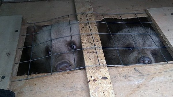 O‘zbekistonga olib kelinayotgan to‘rt ayiq bolasi Rossiyada ushlab qolindi