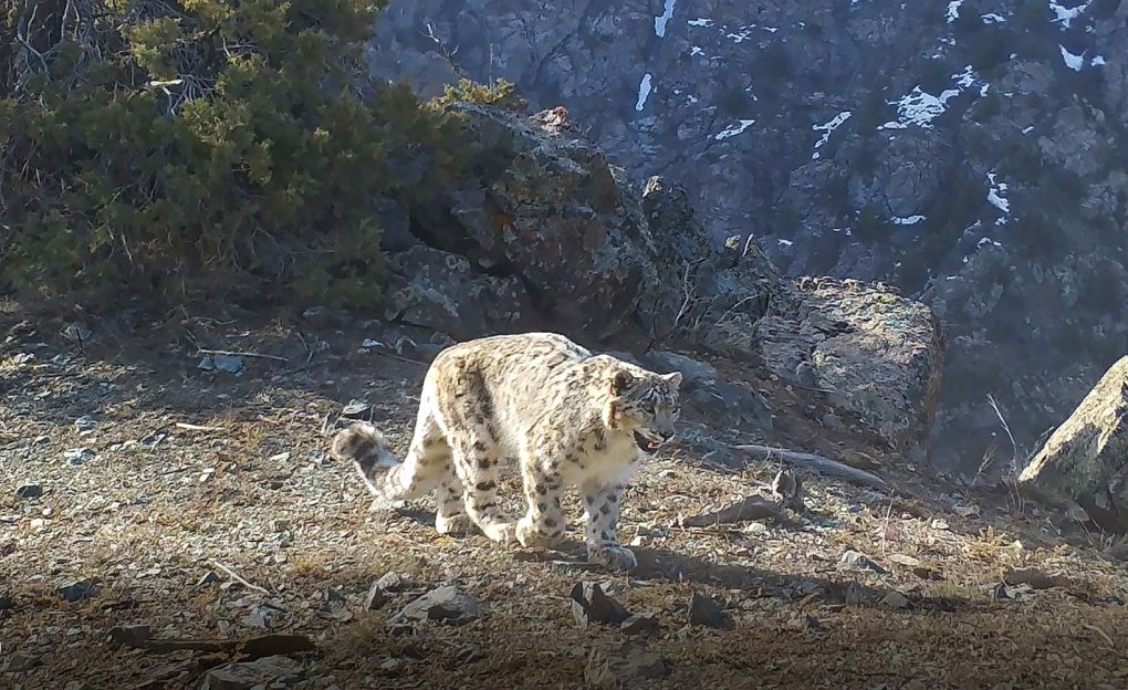 «Hisor» qo‘riqxonasida fotoqopqonga tushgan qor qoploni