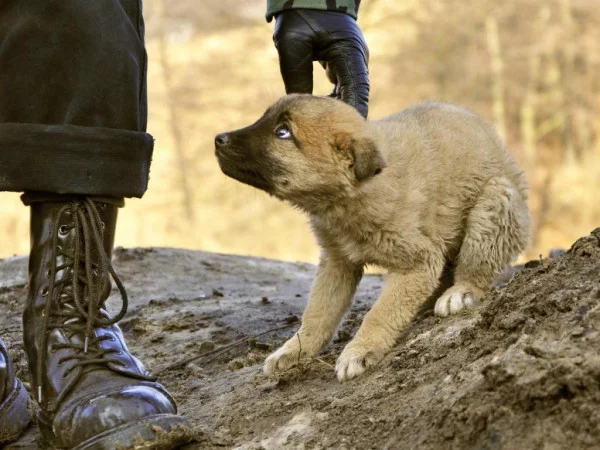 Yirtqichlardan battar vahshiylashib ketdik...