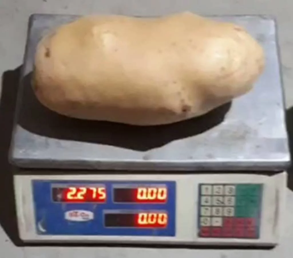 Samarqandda vazni 2,2 kg kartoshka yetishtirildi