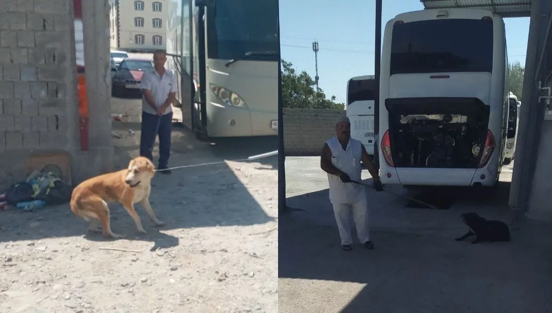 Samarqandda taksi haydovchisi bolani itlar hamlasidan qutqarib qoldi (video)