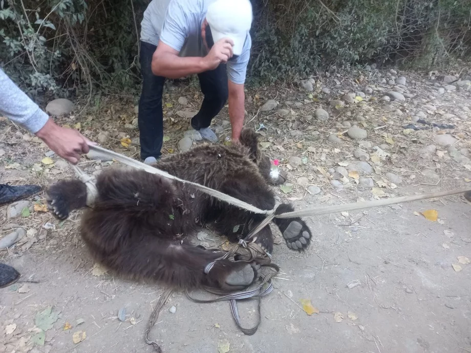 Shahrisabzdagi qishloqlarining biriga 2 ta ayiq tushib kelgan