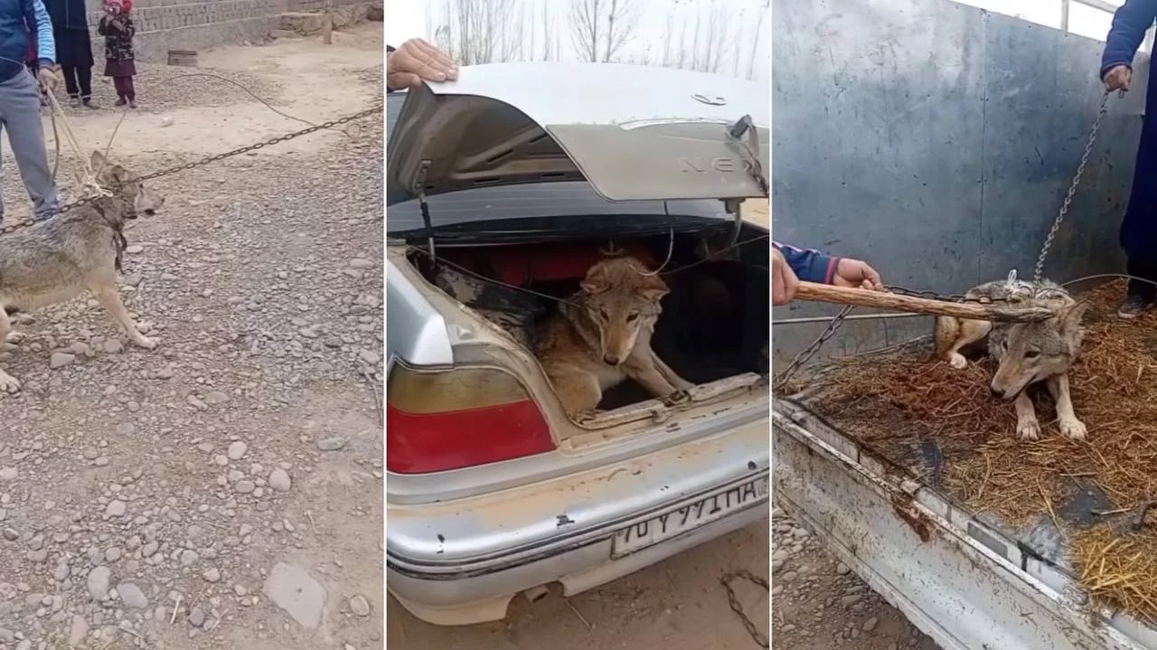 Қашқадарёда одамлар тутиб олган бўри ўлдирилгани айтилганди, масъуллар айтишича бўри қочиб кетган