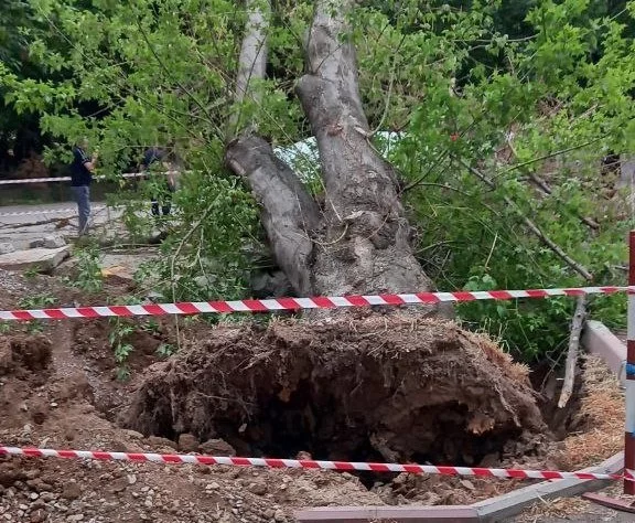 Toshkentdagi issiqlik ta’minoti operatori daraxt tagida qolib ketgan qizaloq yuzasidan munosabat bildirdi