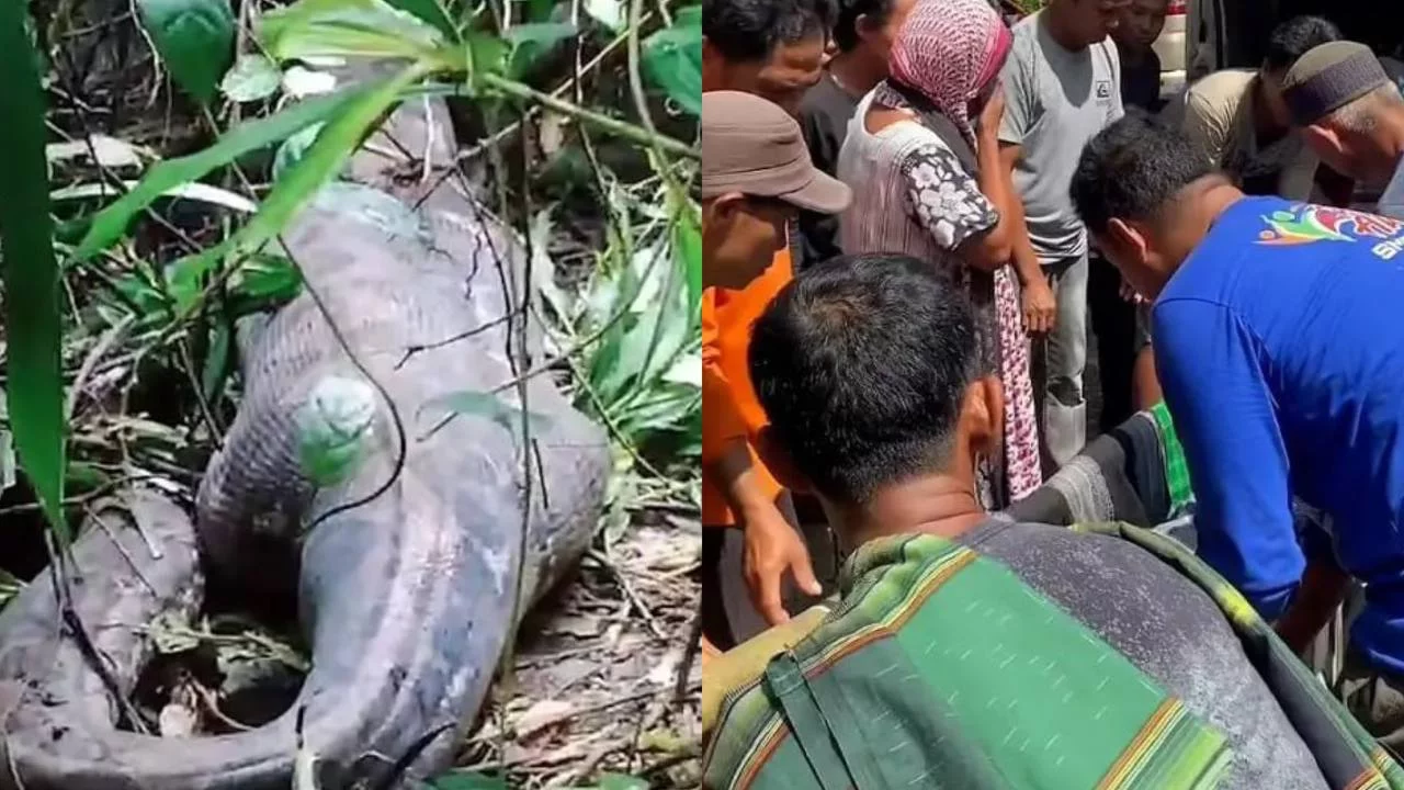 Индонезияда улкан питон аёлни ютиб юборди (видео)