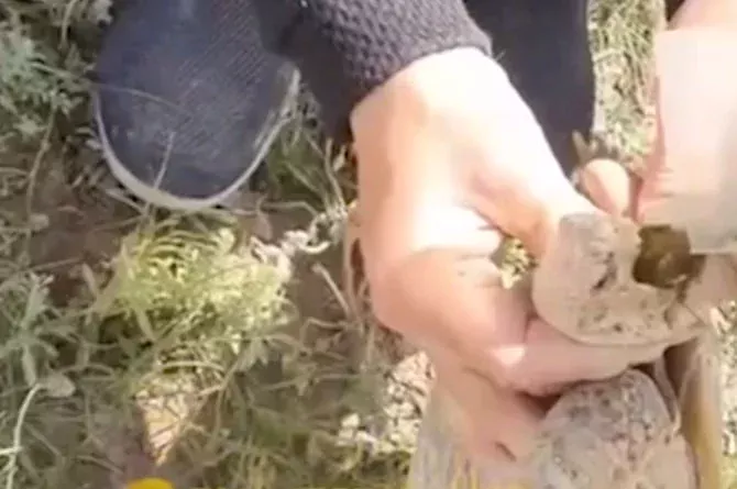 Сурхондарёда икки йигит тошбақага нос чектирди (видео)