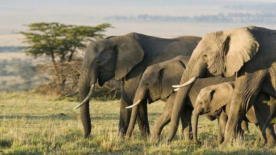 Namibiyada ocharchilikdan qiynalayotganlarni qutqarish uchun fil va begemotlarni otishga ruxsat berildi