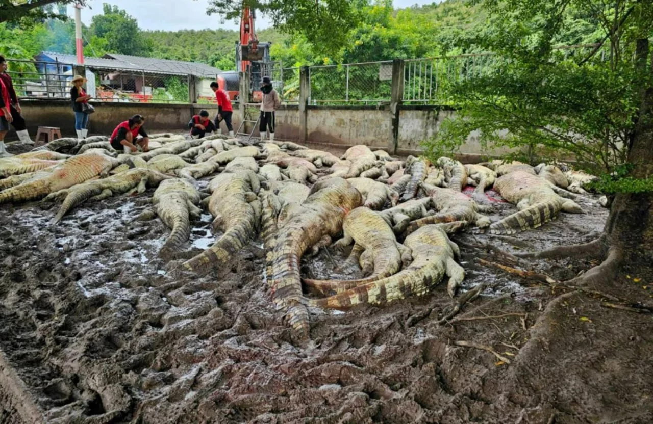 Tailandda fermer devor qulashi xavfi sabab 100 dan ortiq timsohini o‘ldirishga majbur bo‘ldi