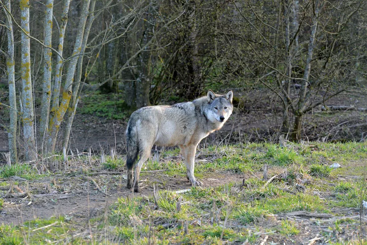 Yevropa Ittifoqi bo‘rilarni ko‘proq otishga ruxsat berdi