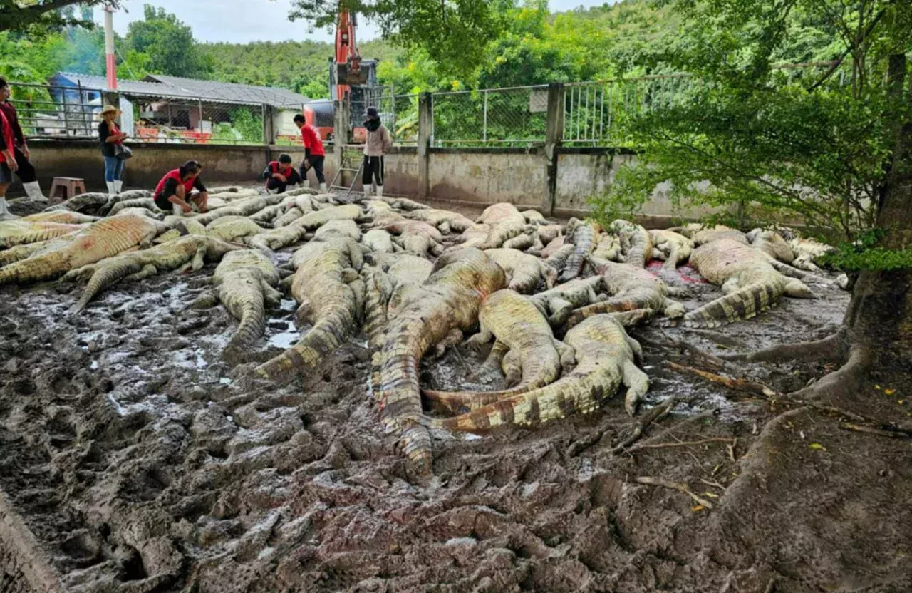 Tailandda fermer devor qulashi xavfi sabab 100 dan ortiq timsohini o‘ldirishga majbur bo‘ldi расм