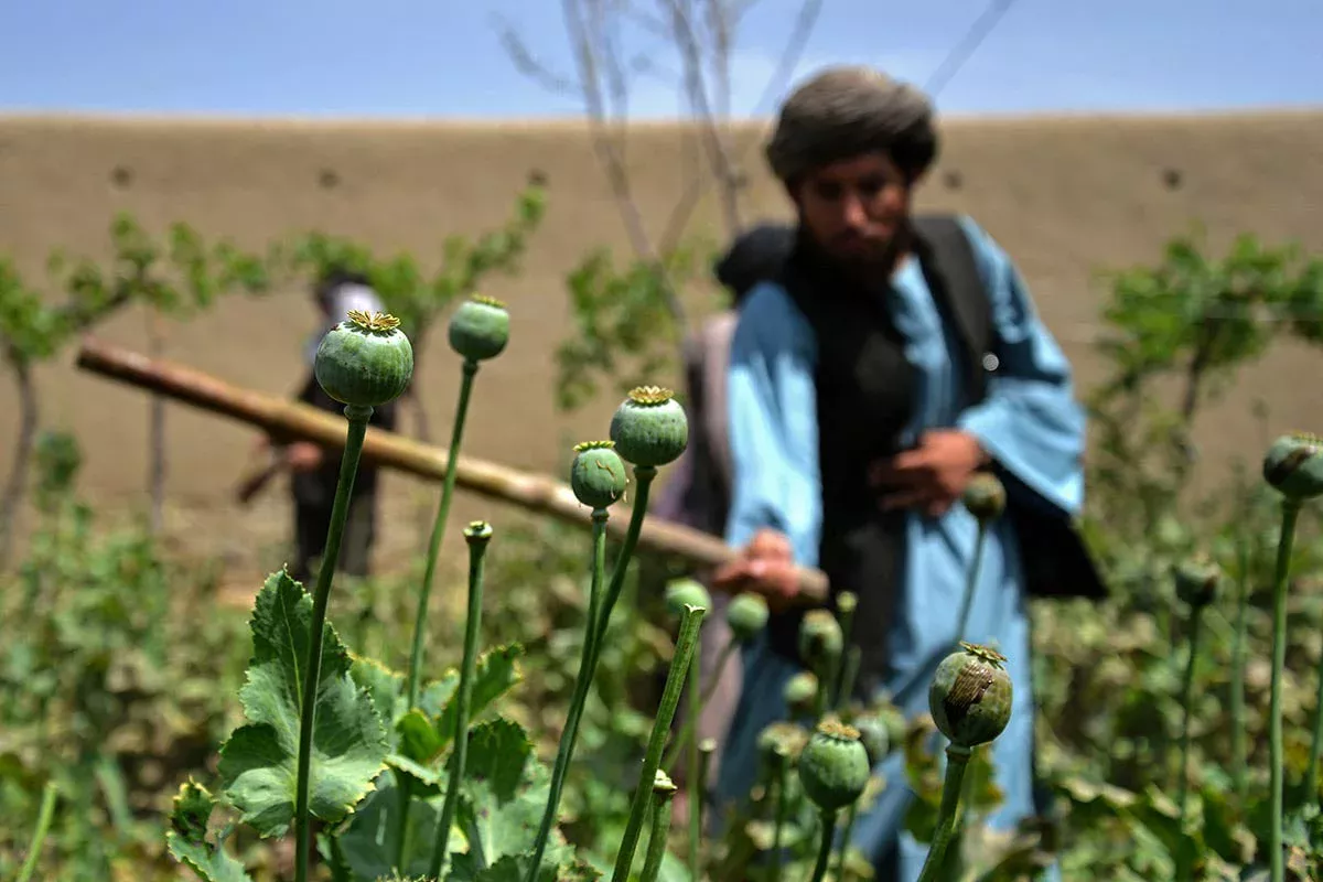 “Tolibon” opium o‘rniga fermerlarga bug‘doy va makkajo‘xori urug‘i tarqatdi