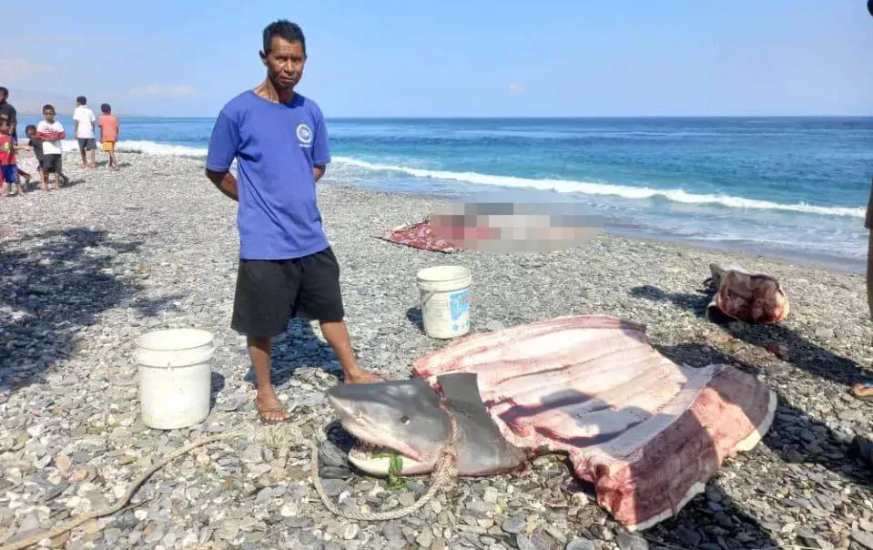 Indoneziyada akula qornidan amerikalik sayyohning jasadi topildi