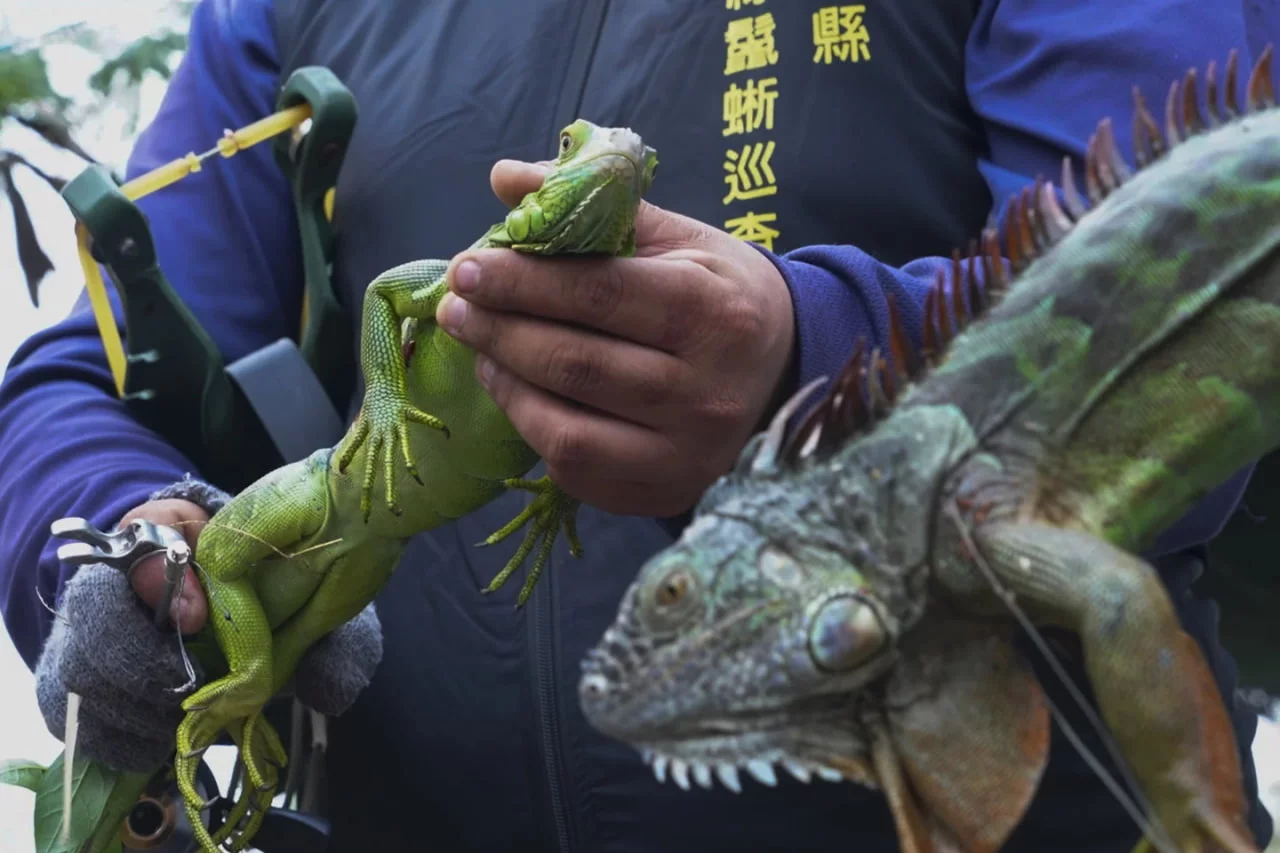 Tayvan hukumati 120 mingta yashil iguanani oʻldirishni rejalashtirmoqda