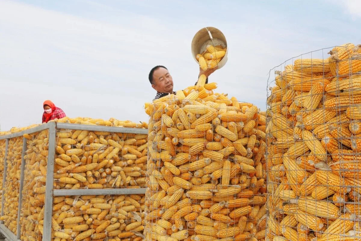 China sets records for grain yields